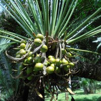 Cycas zeylanica (J.Schust.) A.Lindstr. & K.D.Hill